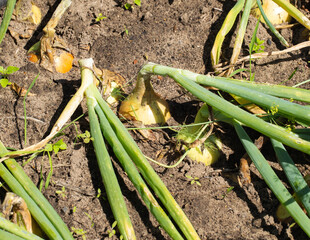 Large onions with green feathers in the garden in summer, close-up