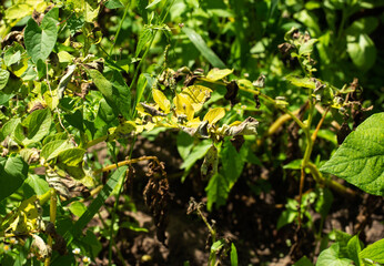 late blight disease on green potato tops, close-up