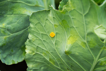Yellow larvae on cabbage leaf of caterpillar or white butterfly pests, close-up