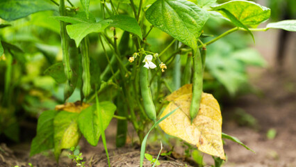 Dry leaf on beans. Concept of lack of moisture and diseases with pests, close-up
