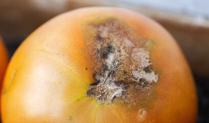Phytophthora disease on tomato fruits during ripening, close-up, late blight