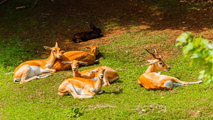 Antilope cervicapra, blackbuck, on a sunny day in summer