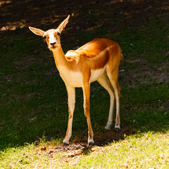 Antilope cervicapra, blackbuck, on a sunny day in summer