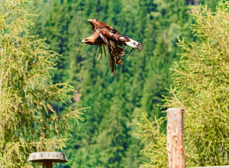Aquila chrysaetos, golden eagle, in flight on a sunny day in summer