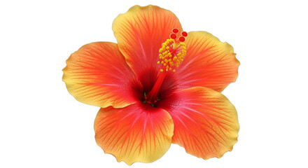 Obraz premium Artistic Vibrant Orange and Red Hibiscus Flower Isolated on Plain White Background