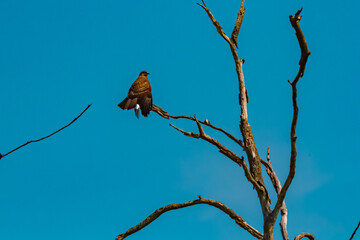 Buteo buteo, common buzzard, sitting on a dead tree on a sunny day in summer
