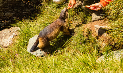Marmota marmota, alpine marmot, at Mount Grossglockner on a sunny day in summer