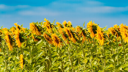 Helianthus annuus, common sunflower, on a sunny day in summer