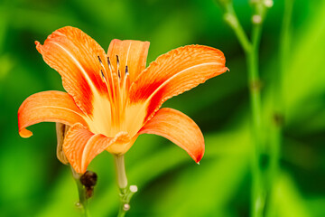 Hemerocallis fulva, tawny daylily, on a sunny day in summer