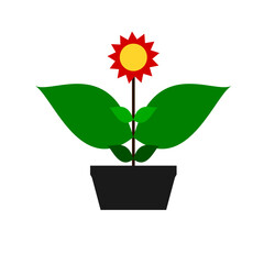 sun flower in a pot simple vector 