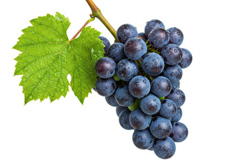 Isolated bunch of blue grapes with leaf, fresh fruit snack ingredient for healthy food