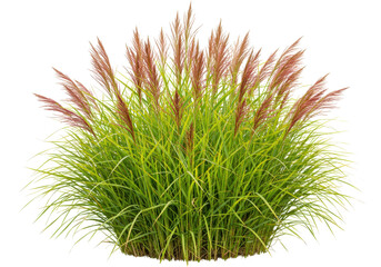 Isolated ornamental grass plant with upright red plumes and green leaves in a dense clump