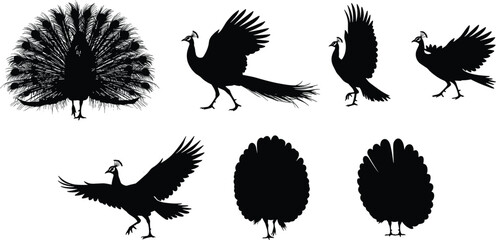Silhouette of peacocks in different standing and flying poses isolated on white background, exotic bird artwork, elegant animal illustration, decorative feather vector graphic design