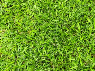Green Grass Lawn Background with Large and Small Leaves in Fresh Nature