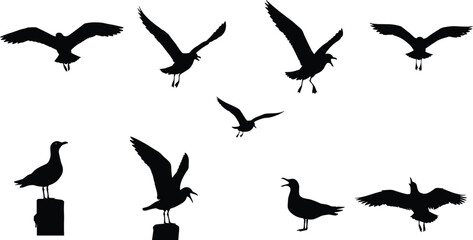 Silhouette of seagulls flying, standing, and spreading wings isolated on white background, seabird illustration, coastal wildlife vector art, ocean bird graphic design