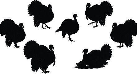 Silhouette of turkeys standing and walking in different poses isolated on white background, domestic poultry bird illustration, farm animal artwork, Thanksgiving vector design graphic