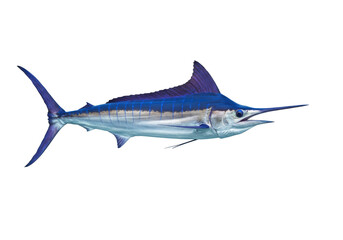 Isolated Blue Marlin Swimming Forward, A Powerful Sea Predator of Tropical Oceans Waters