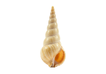 Isolated sea shell in spiral cone shape on a neutral surface, natural mollusk shell object