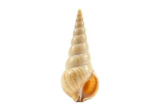 Isolated sea shell in spiral cone shape on a neutral surface, natural mollusk shell object
