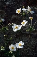 Fototapeta premium Flores silvestres en Pont-Aven, Bretaña, Francia 