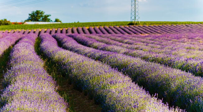 Biggest Lavandula, lavender, fields in south germany, like in Provence, France, in full bloom located at Adlstrass, Dorfen, Erding, Bavaria, Germany