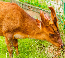 Muntiacus reevesi, chinese muntjac, on a sunny day in summer