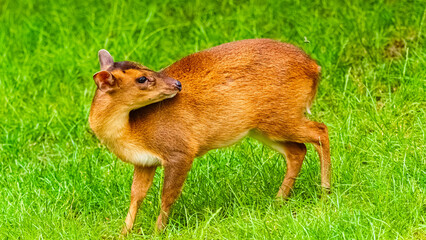Muntiacus reevesi, chinese muntjac, on a sunny day in summer