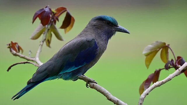 Wild bird singing and treatening to other while foraging, indian roller bird on branch