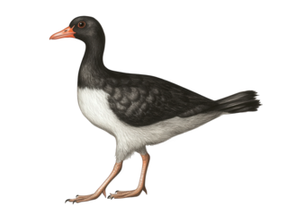 Illustration of an eurasian oystercatcher bird, isolated on transparent background, showcasing its black and white plumage and distinctive orange beak in a walking pose