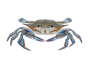 Isolated blue crab ready to be cooked, presented on its back, showing all legs and claws