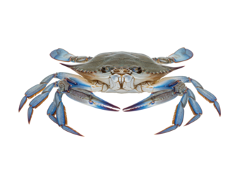 Isolated blue crab ready to be cooked, presented on its back, showing all legs and claws