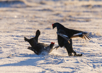 black grouse - Lyrurus tetrix
