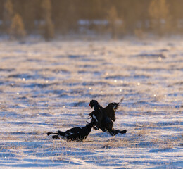 black grouse - Lyrurus tetrix