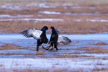 black grouse - Lyrurus tetrix