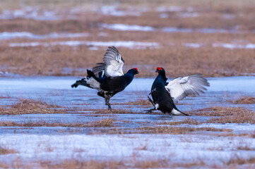 black grouse - Lyrurus tetrix