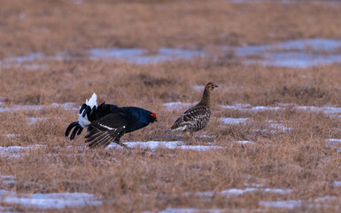 black grouse - Lyrurus tetrix