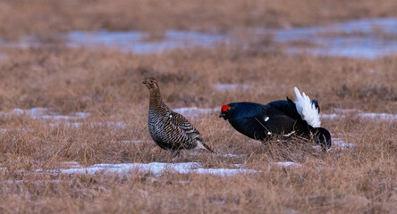 black grouse - Lyrurus tetrix