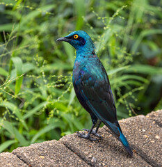 Cape starling - Lamprotornis nitens