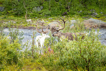 A brown and a white reindeer close to a river in Norway