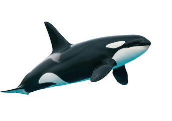 Isolated Killer Whale, Orcinus orca, marine mammal swimming with black and white coloring