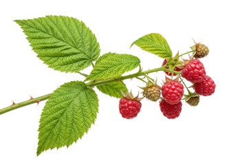 Isolated raspberries on stem with leaves, close-up of fresh red berry fruit still on the plant