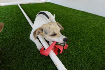 Obraz premium Small dog chewing a red toy on artificial grass