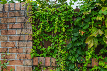 A brick wall covered with vines. A fence with green ivy growing on it.