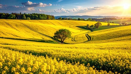 Golden Canola Field with Bright Sunlight and Rolling Hills in Rural Landscape Beautiful Yellow Flowers Under a Blue Sky Serene Countryside Scenery