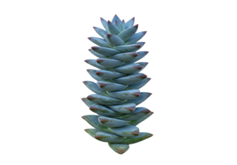 Isolated succulent plant of donkey's tail type, stacked spiraling leaves for desert garden