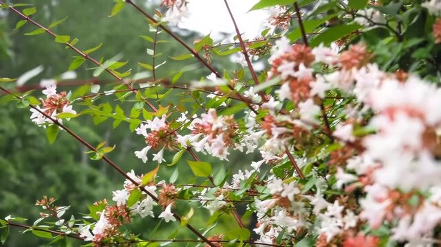 Hawk-moth hovering and feeding with proboscis on pink tubular flowers of *Vesalea grandifolia* in Tbilisi Botanical Garden, static 4K slow motion.  

