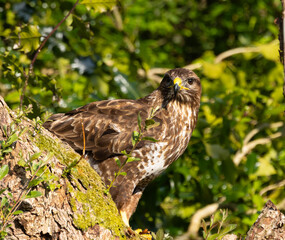 Common buzzard - Buteo buteo