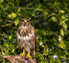 Common buzzard - Buteo buteo