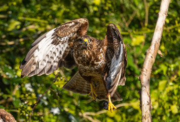 Common buzzard - Buteo buteo