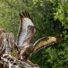 Common buzzard - Buteo buteo